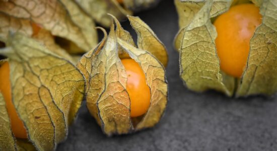 physalis alchechengi
