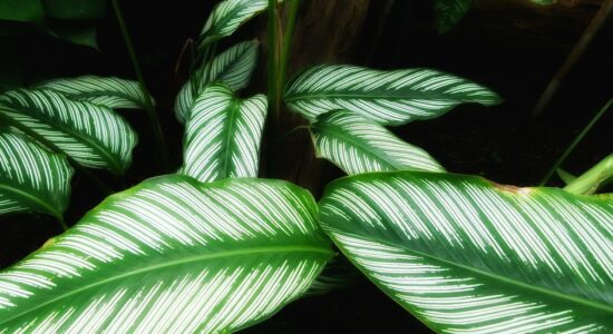 pianta
