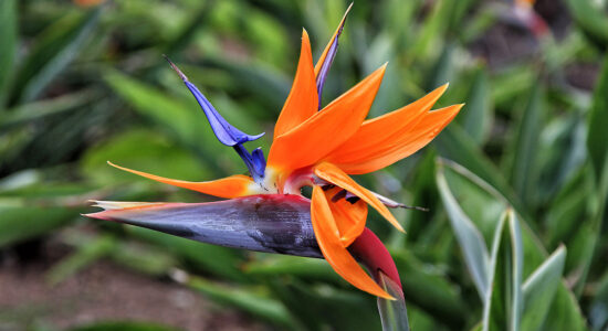 pianta