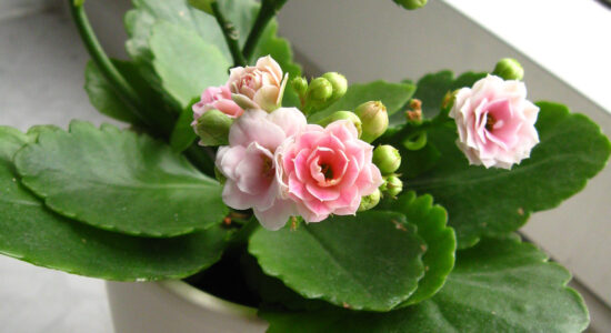 pianta