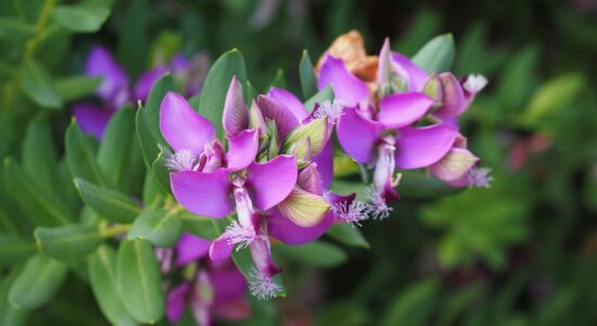 pianta, polygala