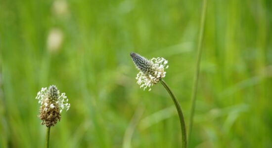 piantaggine