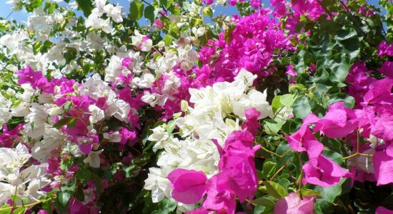 piante di bougainvillea