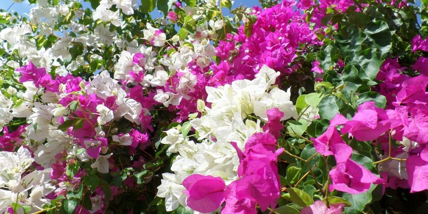 piante di bougainvillea