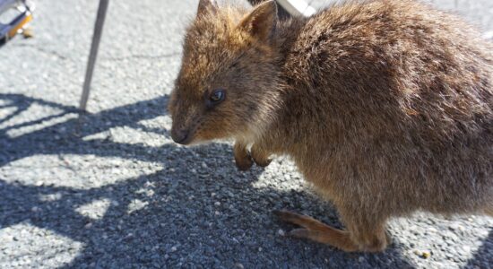 quokka Australia