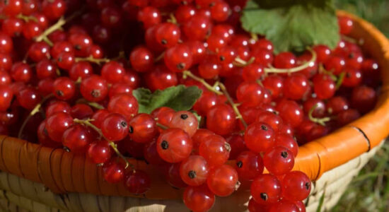 ribes