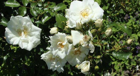 rosa