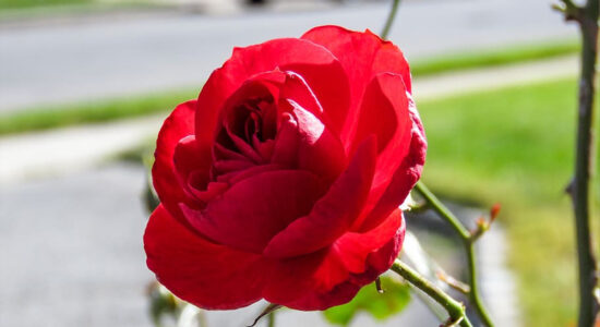 rosa