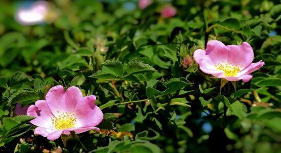 rosa