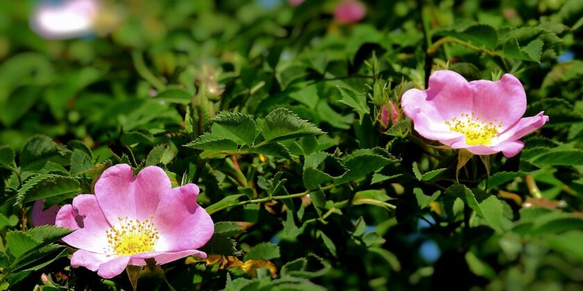 rosa