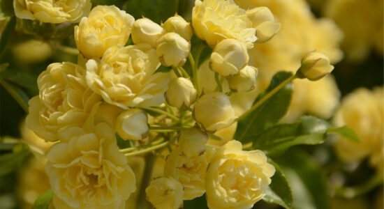 rosa banksiae