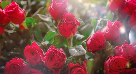 rose