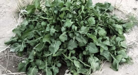 rucola