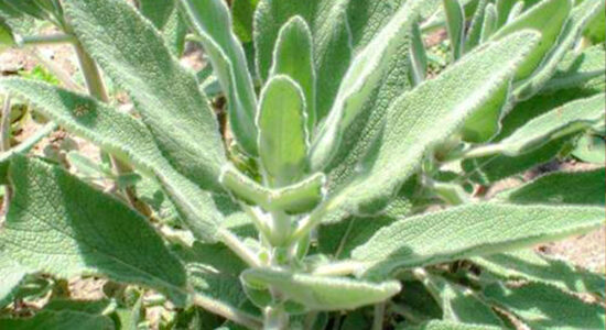 salvia