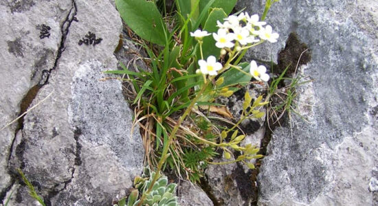 sassifraga