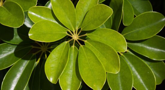 Schefflera