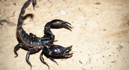 scorpione
