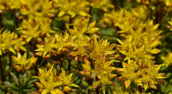 sedum