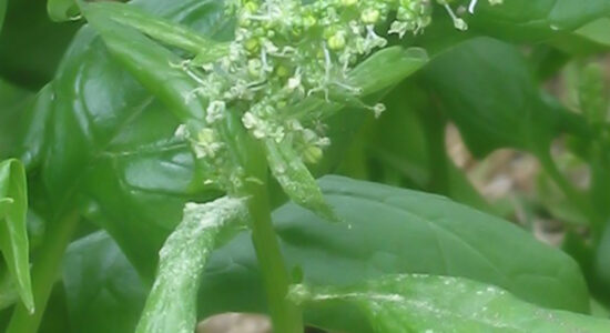 spinaci
