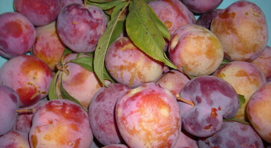 susine