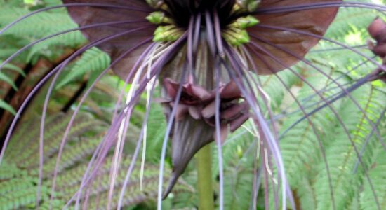 tacca