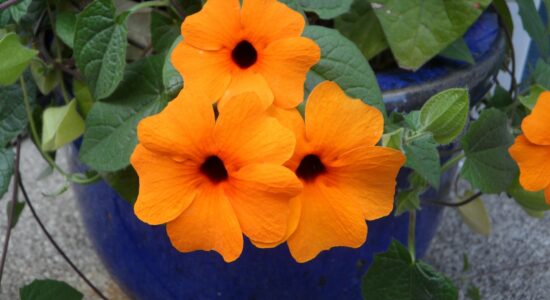 thunbergia, pianta