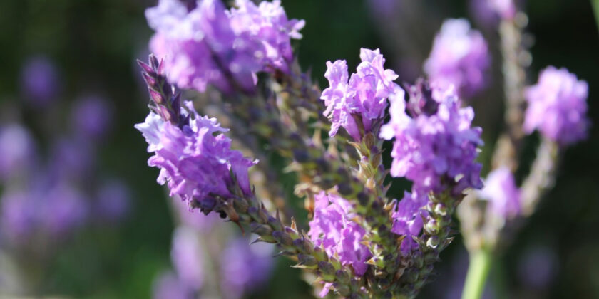 verbena