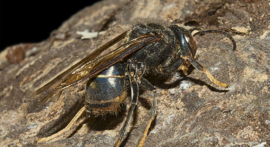 vespa velutina
