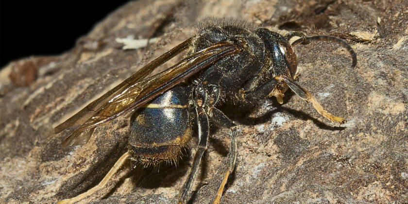 vespa velutina