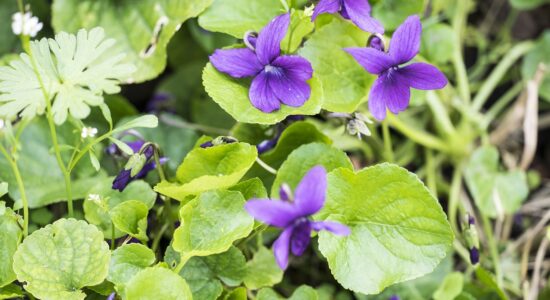 viola mammola