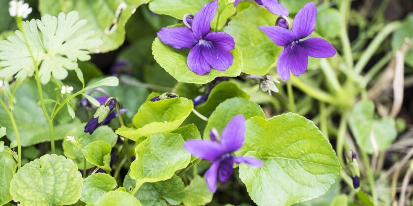 viola mammola