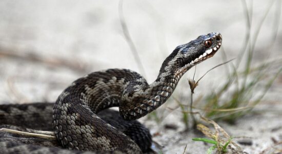 serpente