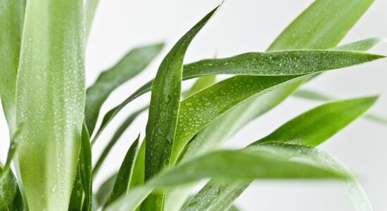 yucca