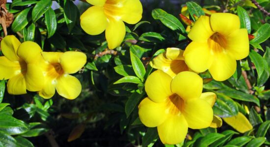Allamanda cathartica