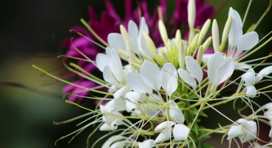 cleome