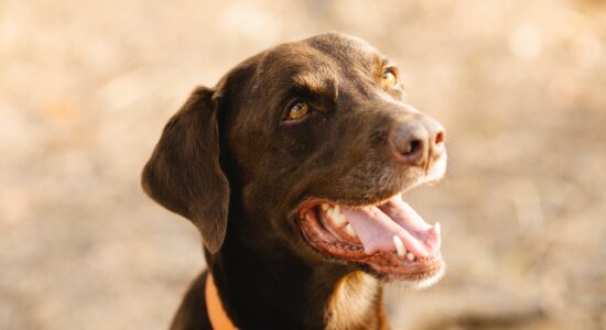Labrador Retriever