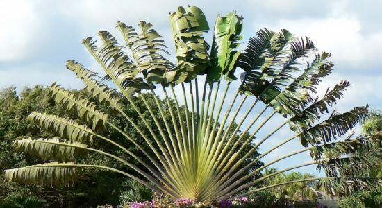 Ravenala madagascariensis albero viaggiatore