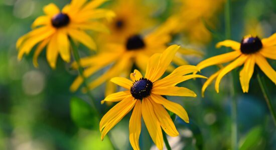 Rudbeckia