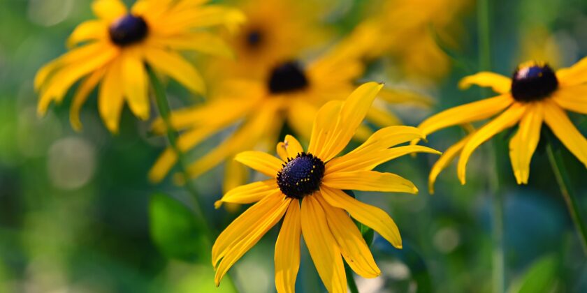 Rudbeckia
