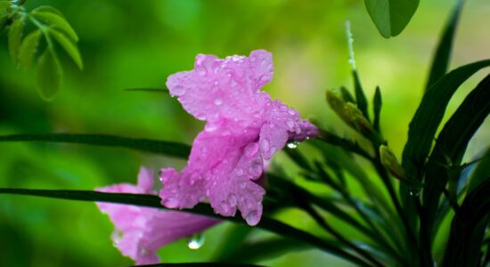 Ruellia brittoniana