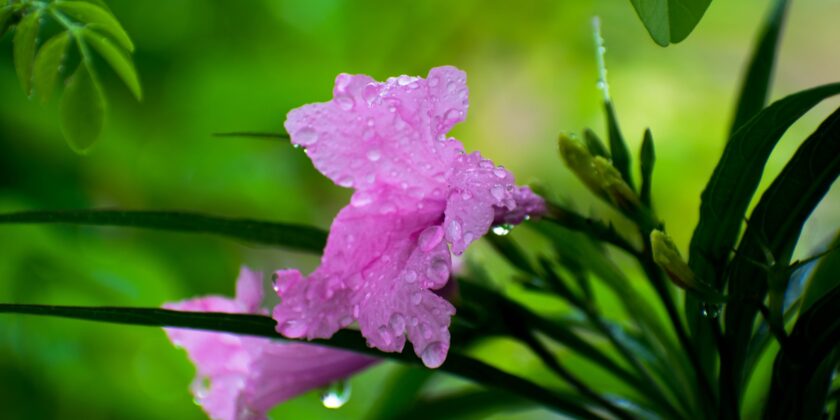 Ruellia brittoniana