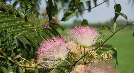 acacia di costantinopoli