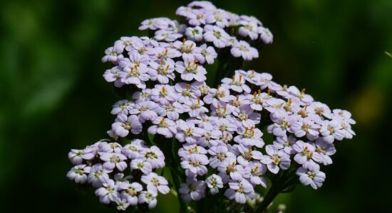 achillea