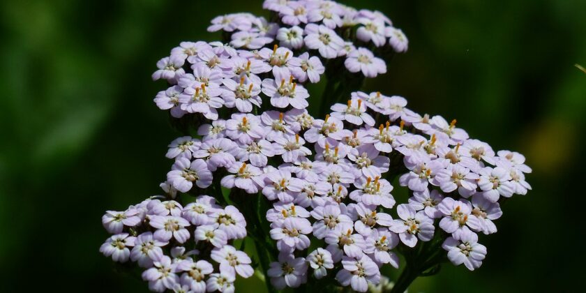 achillea