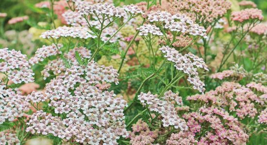 achillea pianta