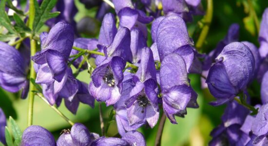 aconitum