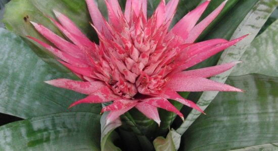 aechmea