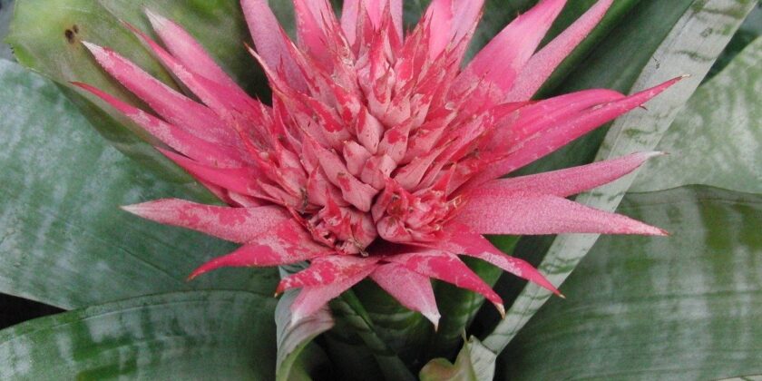 aechmea