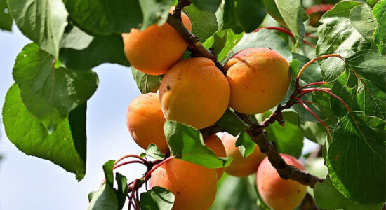 albicocche