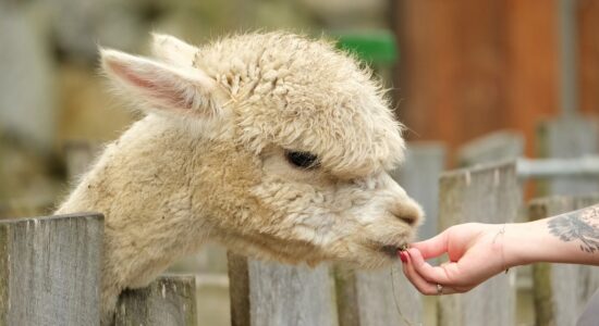 alpaca